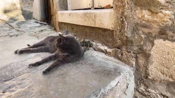 Gato Gris Pavimento Viejo Está Descansando Mirando Hacia Otro Lado — Vídeos de Stock