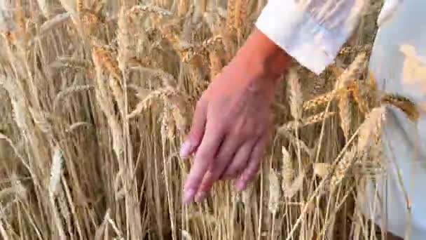 Dívka Kráčí Přes Pšeničné Pole Bílé Košili Při Západu Slunce — Stock video