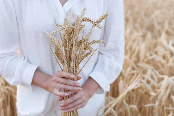 Gün batımında tarlada bir kızın elinde buğday kulakları. yakın plan