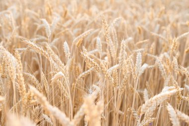 background of yellow mature wheat at sunset. farmer