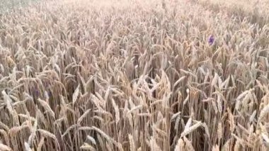 field of ripe yellow wheat close-up. harvest and farming