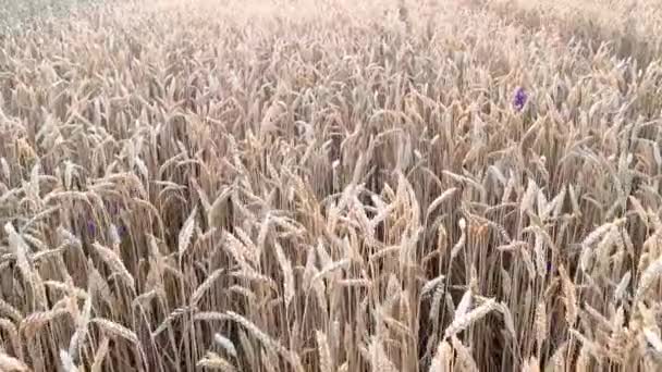 成熟的黄小麦田 收获和耕作 — 图库视频影像