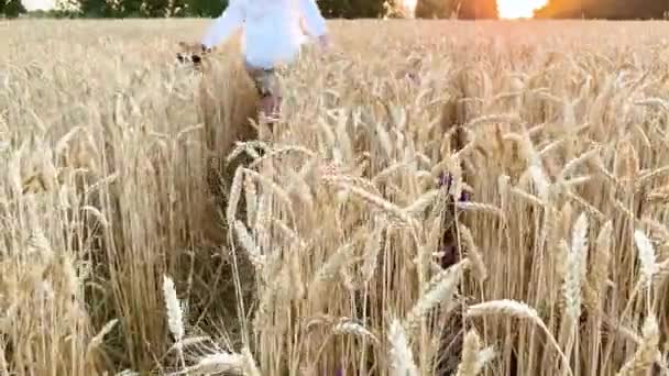 Girl White Shirt Runs Wheat Field Sunset Summer — Αρχείο Βίντεο