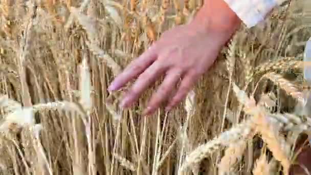 Girl Walks Wheat Field Holds Her Hand Close — Αρχείο Βίντεο