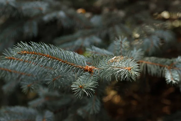 Wedding Rings Christmas Tree Rustic Wedding Day People — Stock Photo, Image