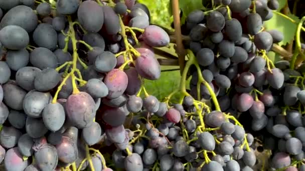 Uvas Azules Crecen Septiembre Los Arbustos Cosecha — Vídeo de stock