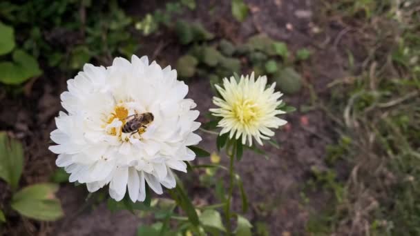 Bee Collects Pollen White Flower Early Autumn Close — Stock Video