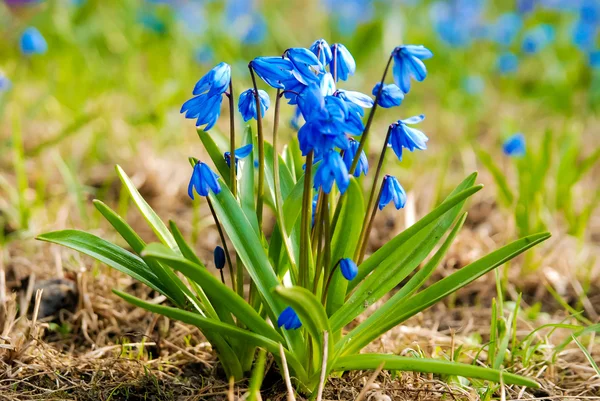 İlk bahar çiçekleri.