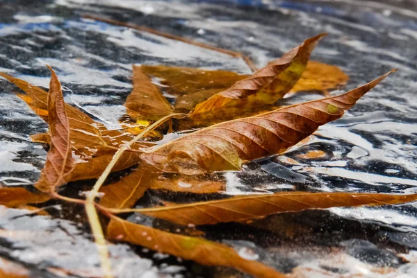 sonbahar yaprakları dondurulmuş