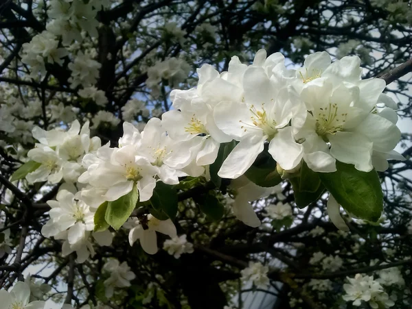 bahar çiçekleri - elma ağacı çiçek