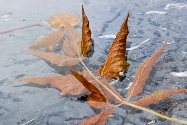 sonbahar yaprakları dondurulmuş