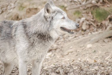 Vahşi gri kurt ormanda bir şey arıyor..