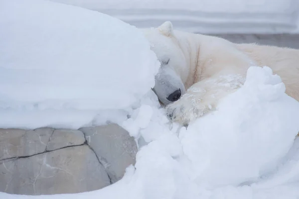 Eisbär Ruht Mit Entspanntem Gesicht Auf Schneebedecktem Hintergrund — Stockfoto