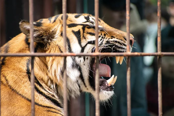 Tigre Jaula Que Pierde Libertad Puede Moverse Ninguna Parte — Foto de Stock