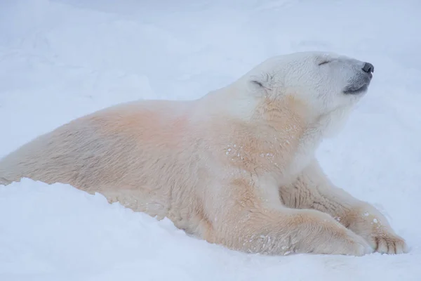 Orso Polare Che Riposa Con Viso Rilassato Sfondo Nevoso — Foto Stock