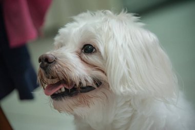 Aç gözlü sevimli beyaz köpek.