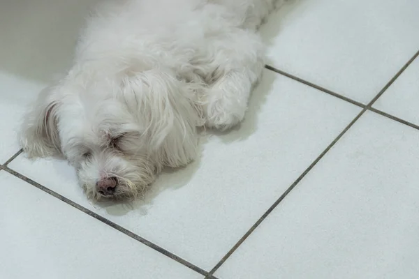 Bonito Cão Branco Retrato Que Está Deitado Chão Docemente Dormindo — Fotografia de Stock