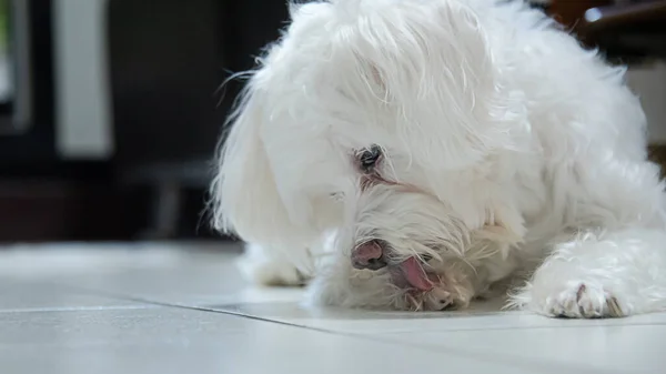 Cute White Dog Portrait Who Licking Paws — Stock Photo, Image