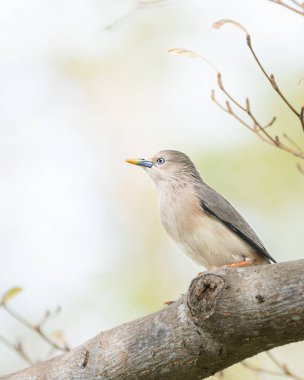 Kestane kuyruklu Starling (Sturnia malabarica)
