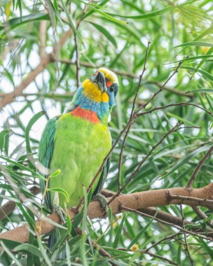 Vahşi kuş fotoğrafı: Tayvan Barbet (Psilopogon nuchalis)