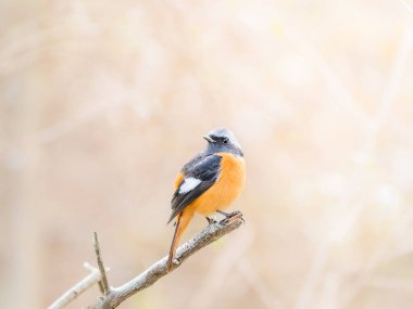 Daurian Redstart - Binlerce Hikayenin Bakışı - Vahşi Yaşam Bir