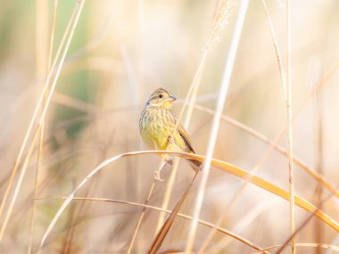 Siyah Yüzlü Bunting - Altın Sazlıkta Zarafet - Vahşi Yaşam Biseksüel