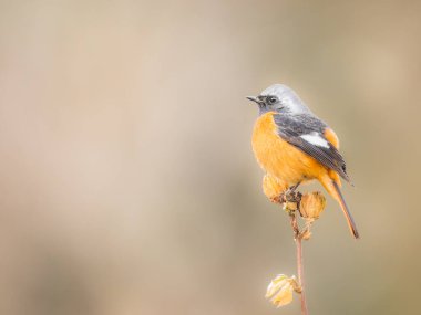 Daurian Redstart - Vahşi Yaşam Kuş Fotoğrafçılığına