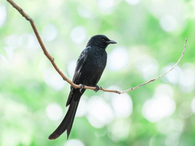 Kara Drongo - Büyük Kuşların Kabusu - Vahşi Yaşam Kuş Fotoğrafı