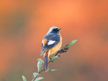 Daurian Redstart in Autumn Colors - Gezgin Yolculuğu - Wildlife