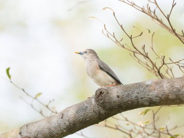 Kestane kuyruklu Starling Yüksek Tepe Örtüsünde Zarif Vahşi Yaşam