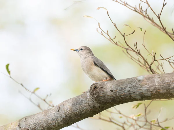 Kestane kuyruklu Starling Yüksek Tepe Örtüsünde Zarif Vahşi Yaşam