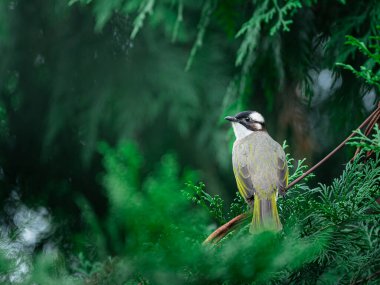 Çam iğnelerinden hafif delikli bir Bulbul akranı. Duygulu bakışları, sakin ve keskin sahnedeki merakla dengeyi sağlar..