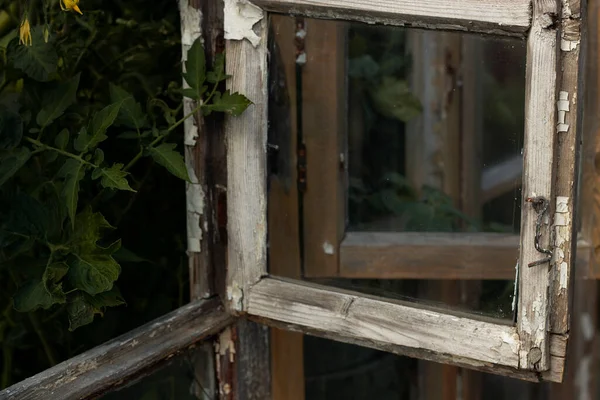 Open window of the greenhouse. An old wooden window with green plants inside.