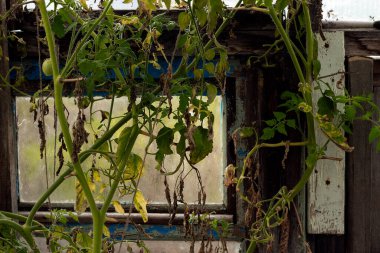 Serada yarı kurumuş domates sapları..