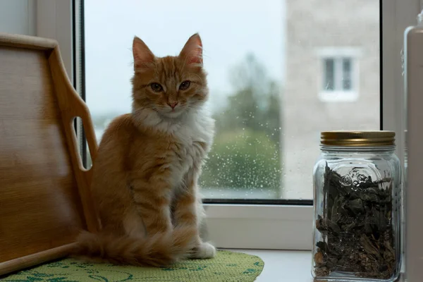 Gatinho Vermelho Sentado Parapeito Janela Gatinho Laranja Gatinho Bonito Sentado — Fotografia de Stock