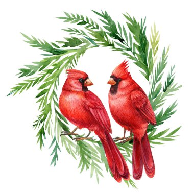 Kızıl Kardinal, beyaz arka planda kuşlu Noel çelengi, suluboya çizimler.