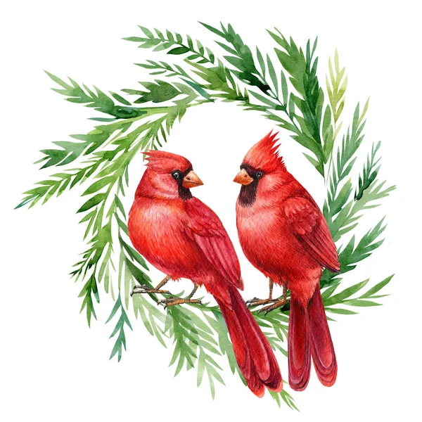 Cardenal rojo, corona de Navidad con pájaros sobre fondo blanco, dibujos en acuarela —  Fotos de Stock