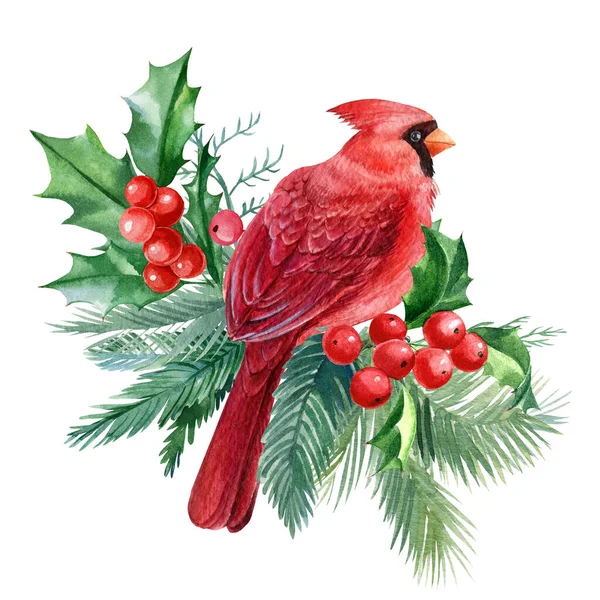 Kırmızı kuşlar ve kutsal yapraklar, beyaz arka planda ladin dalları suluboya çizimleri. Noel kompozisyonu. 