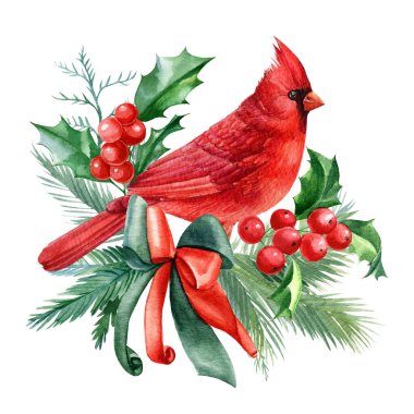 Kırmızı kuşlar ve kutsal yapraklar, beyaz arka planda ladin dalları suluboya çizimleri. Noel kompozisyonu. 