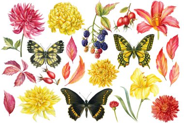 Set of vintage flowers, leaves, berries and butterflies, watercolor botanical illustration, hand drawing clipart