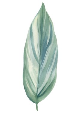 Beyaz arkaplanda tropikal incir yaprağı, suluboya çizimi