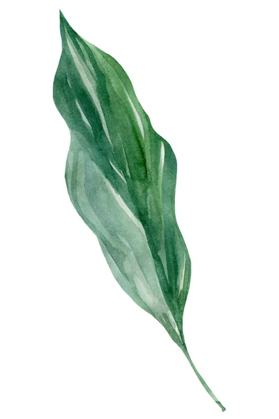 Green palm leaf on a white background, watercolor illustration — Stock Photo, Image