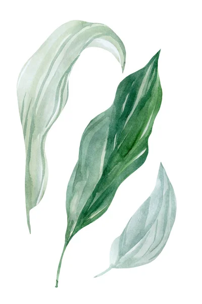 Set tropischer Pflanzen, Palmblätter auf weißem Hintergrund, Aquarell-Illustration, florale Gestaltungselemente — Stockfoto