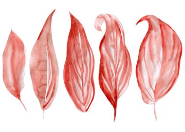 Kırmızı yapraklar, el çizimi suluboya