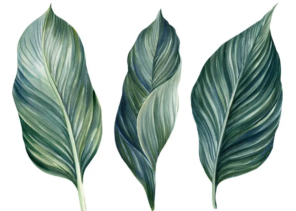 Hojas de palma exóticas sobre fondo blanco, ilustración de acuarela, diseño de la selva — Foto de Stock