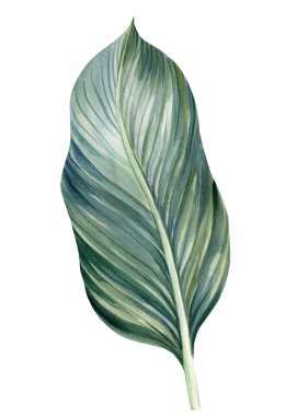 Beyaz arka planda tropikal yaprak ile el çizimi botanik çizimi, suluboya orman tasarımı