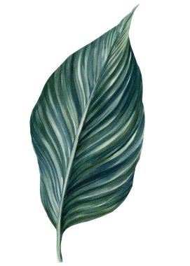 Beyaz arka planda tropikal yaprak ile el çizimi botanik çizimi, suluboya orman tasarımı