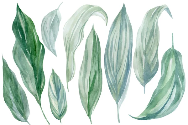 Set van tropische planten, palmbladeren op een witte achtergrond, aquarel illustratie, bloemen design elementen — Stockfoto