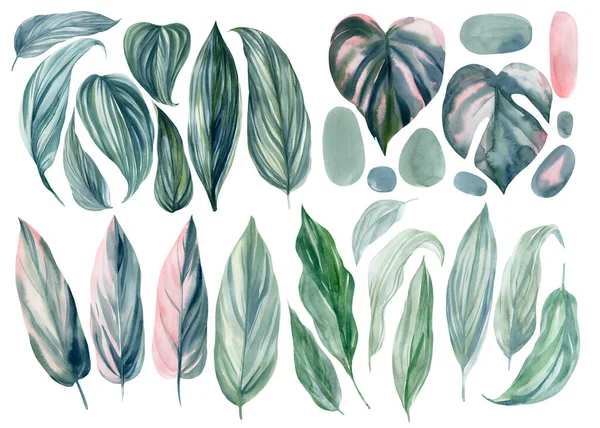 熱帯植物のセット、白い背景にヤシの葉、水彩画のイラスト、花のデザイン要素 — ストック写真