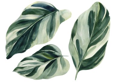 Beyaz arkaplanda tropik yapraklar, suluboya resimleme, ambalaj kağıdı, tekstil veya iç duvar kağıdı